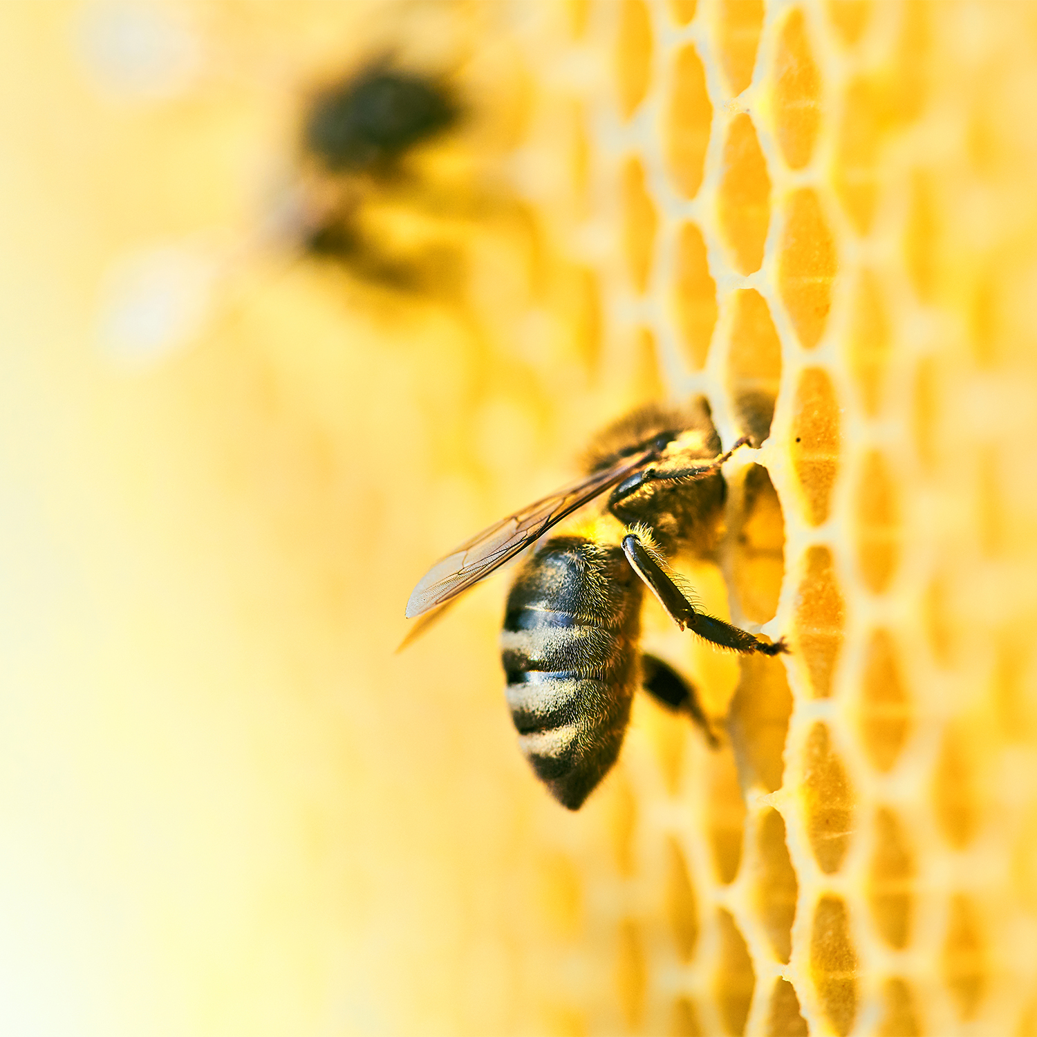 マヌカハニー,プロポリス,コロナ対策,インフルエンザ予防,風邪予防,のどスプレー,MG854+,プロポリス,通販