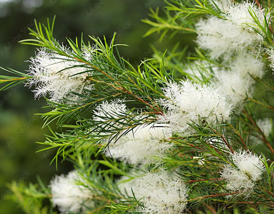 ヴィジョンズ,動物,天然由来,クリーム,身体に優しい,犬用,ティーツリー