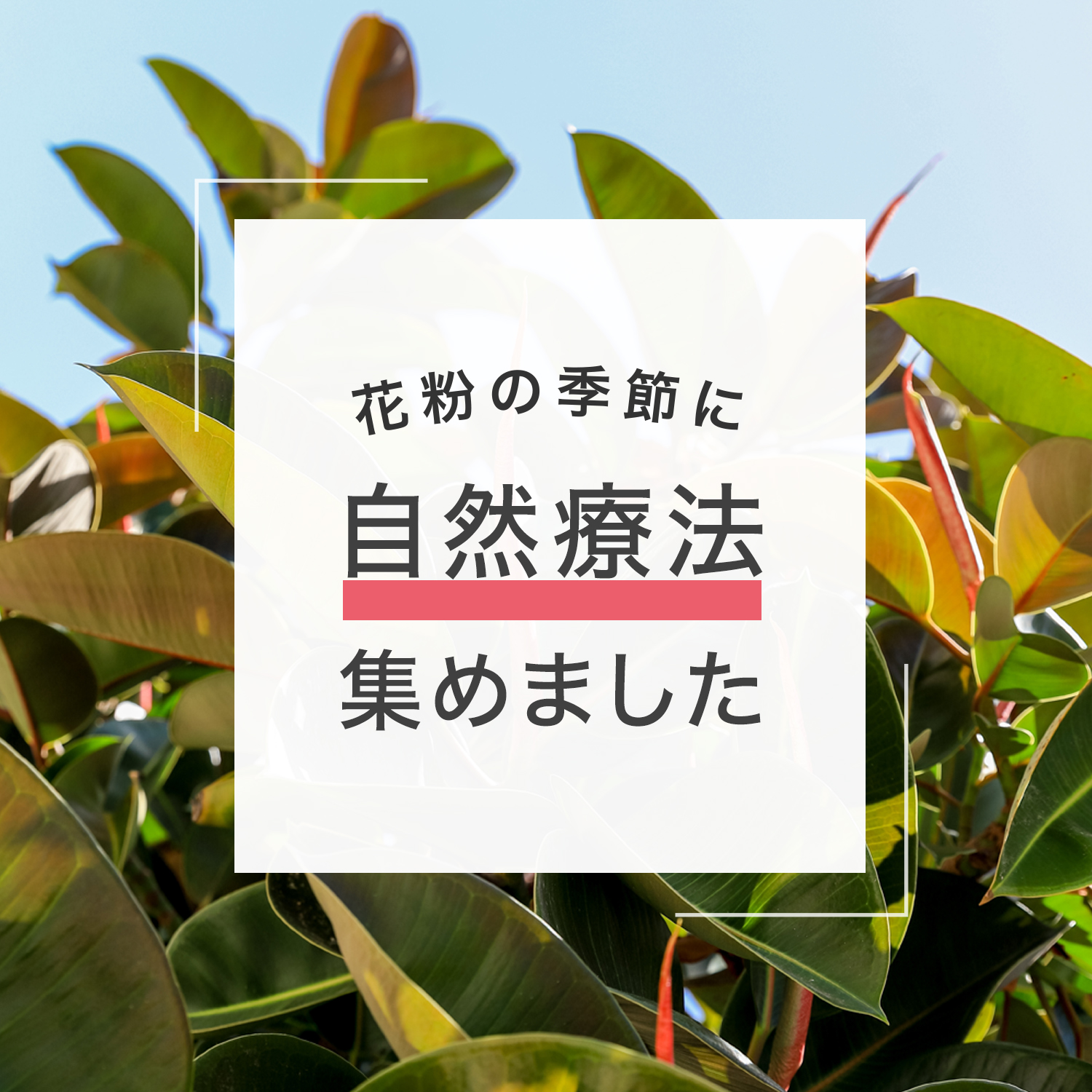 花粉の季節に自然療法集めました