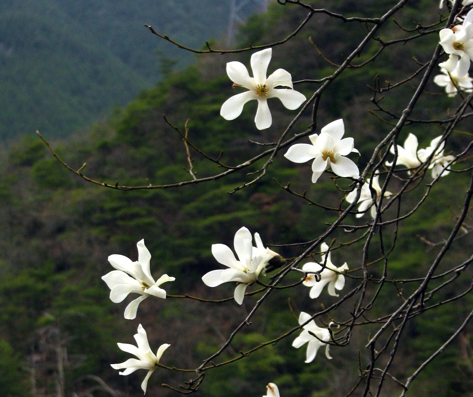 ニオイコブシ,精油,通販