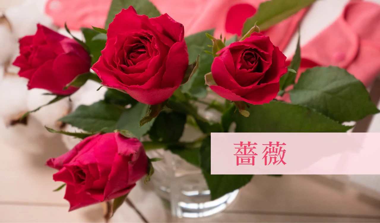 ウォームライナー,オーガニックコットン,温活,通販