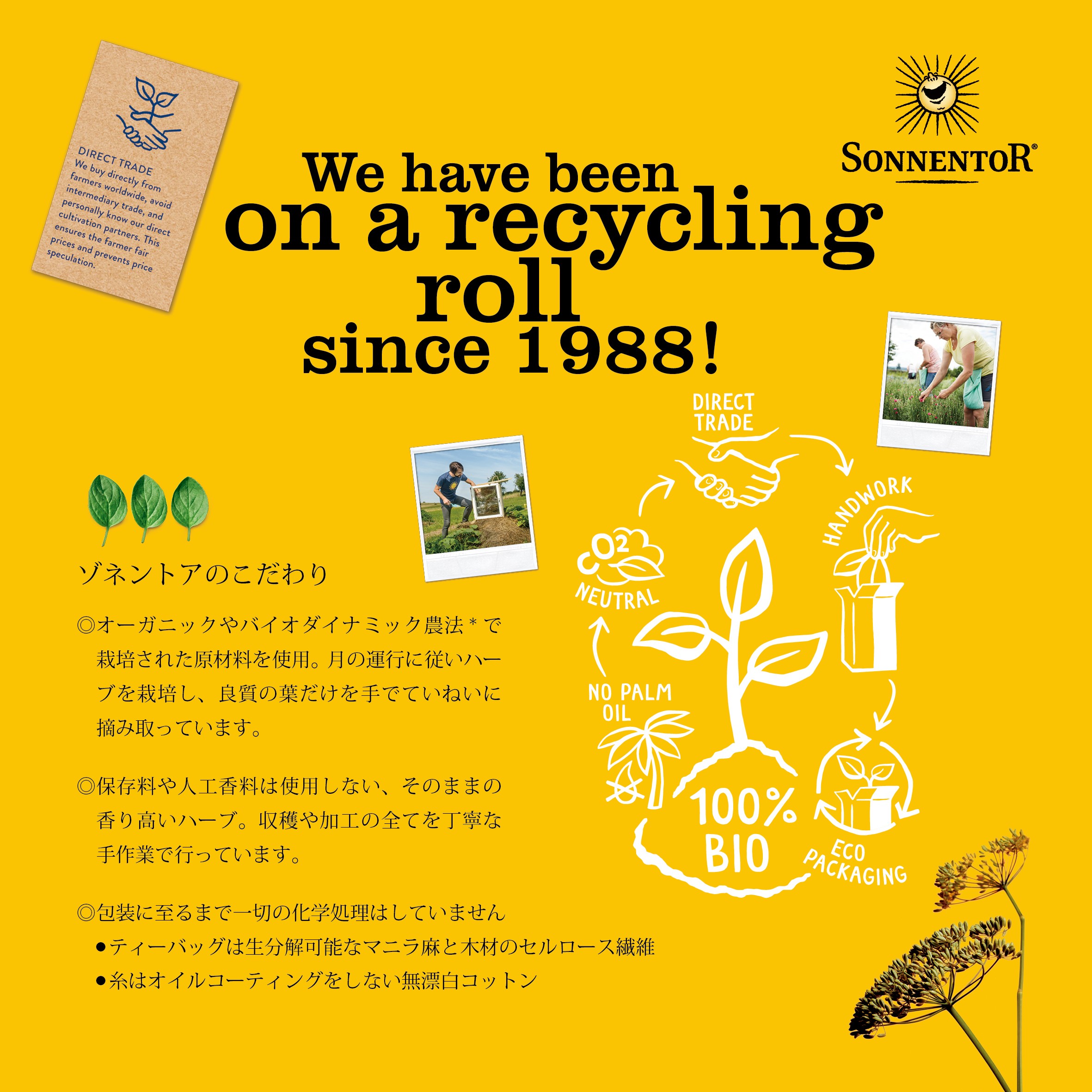 チャイ,チャイティ,カカオチャイ,クリスマスティー,ハーブティ,オーガニックハーブティ,クリスマスギフト,通販