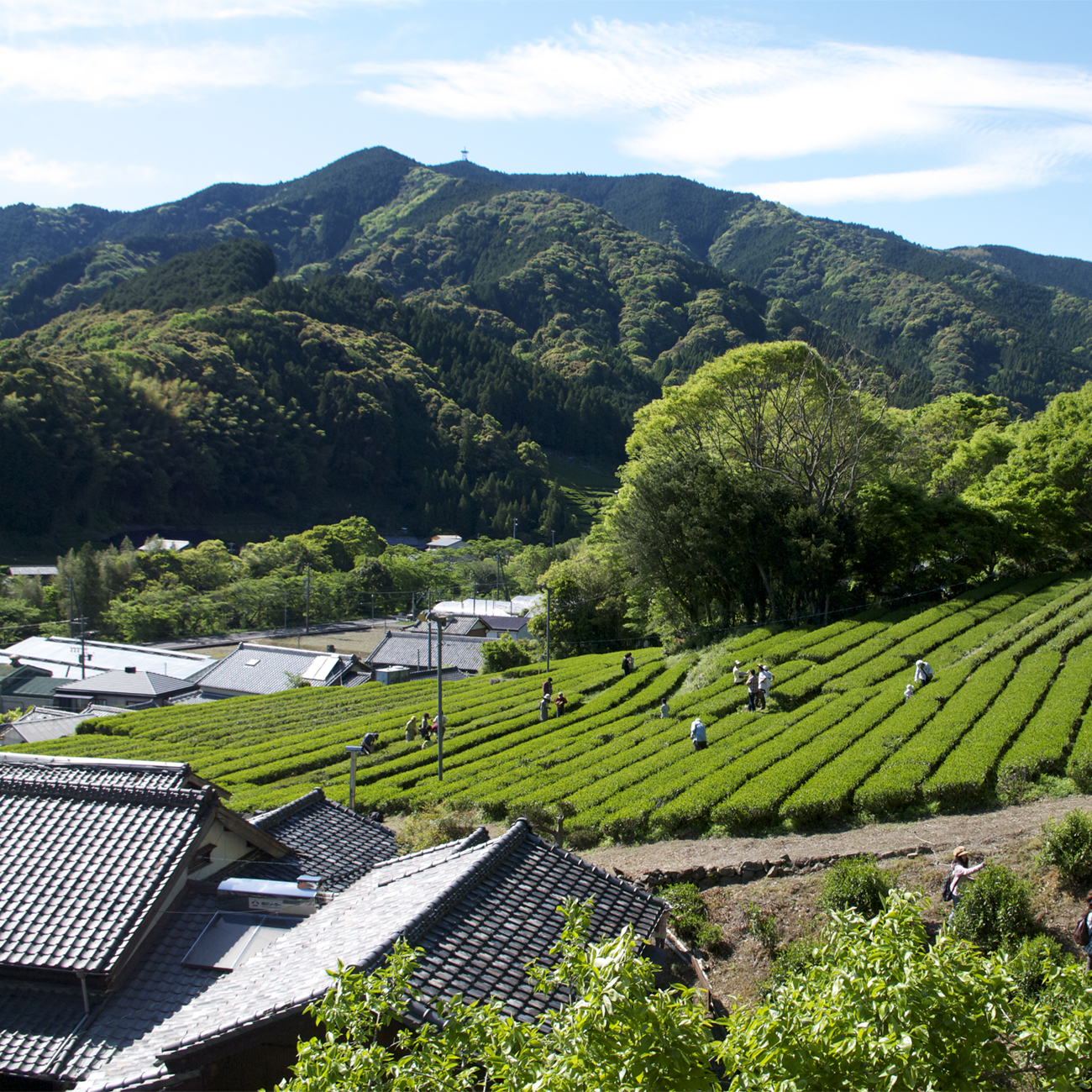 縄文のお茶,有機栽培,オーガニック,葉っピイ向島園,無農薬,人気,ギフト,通販