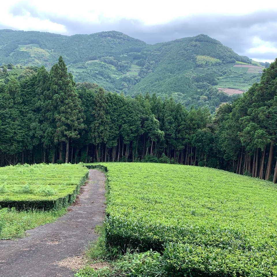 縄文のお茶,有機栽培,オーガニック,葉っピイ向島園,無農薬,人気,ギフト,通販