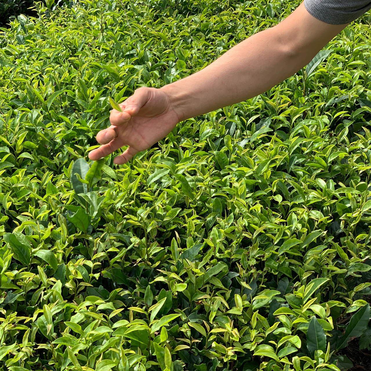 縄文のお茶,有機栽培,オーガニック,葉っピイ向島園,無農薬,人気,ギフト,通販