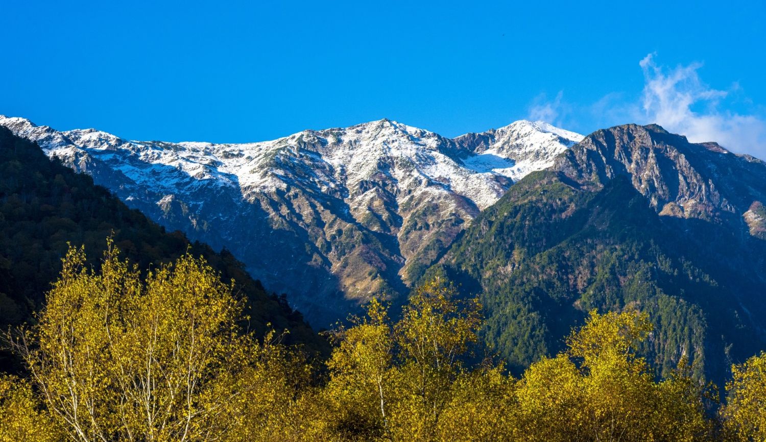 クロモジ,黒文字,精油,通販