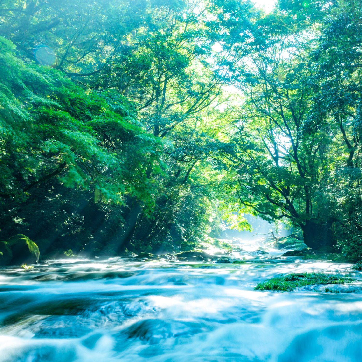 クロモジ,黒文字,精油,通販