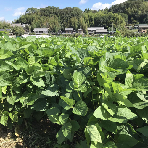 青大豆　味噌　名刀味噌　通販