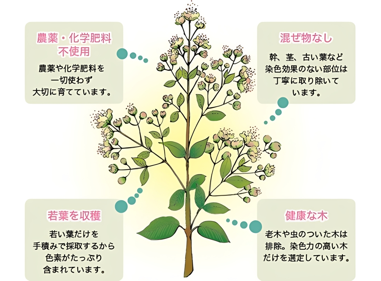 グリーンノート,ヘナ,天然ヘナ,白髪染め,カラーリング,通販