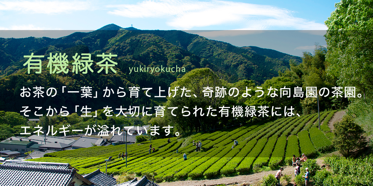 有機緑茶