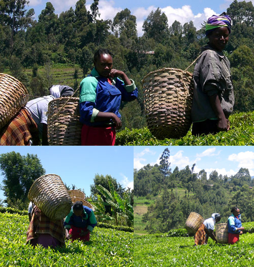 ケニア紅茶畑