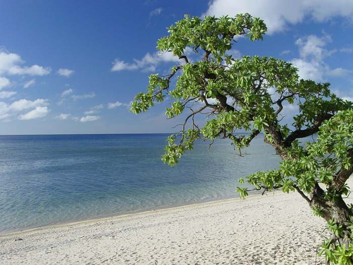 塩,天然塩,海塩,通販