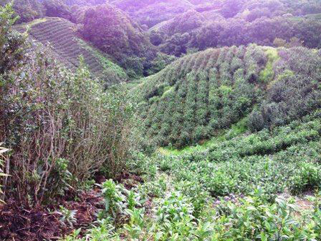 三年番茶 有機 通販