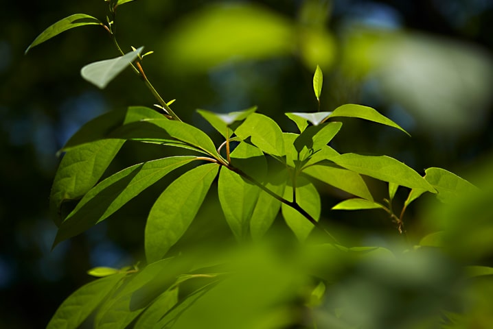 エッセンシャルオイル,クロモジ,精油,国産,通販