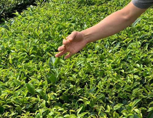緑茶,有機栽培,オーガニック,葉っピイ向島園,無農薬,人気,ギフト,通販