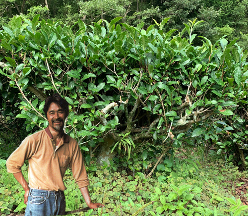 緑茶,有機栽培,オーガニック,葉っピイ向島園,無農薬,人気,ギフト,通販