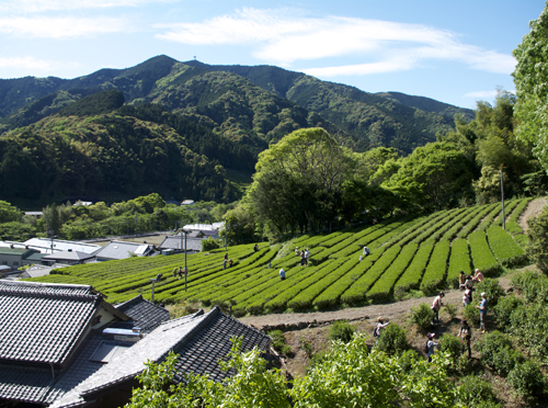 緑茶,有機栽培,オーガニック,葉っピイ向島園,無農薬,人気,ギフト,通販