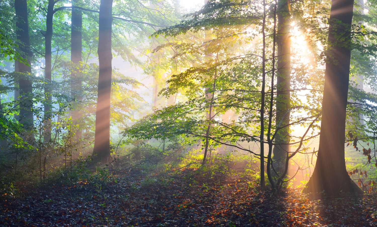 シングレース,イヤシロチ,通販