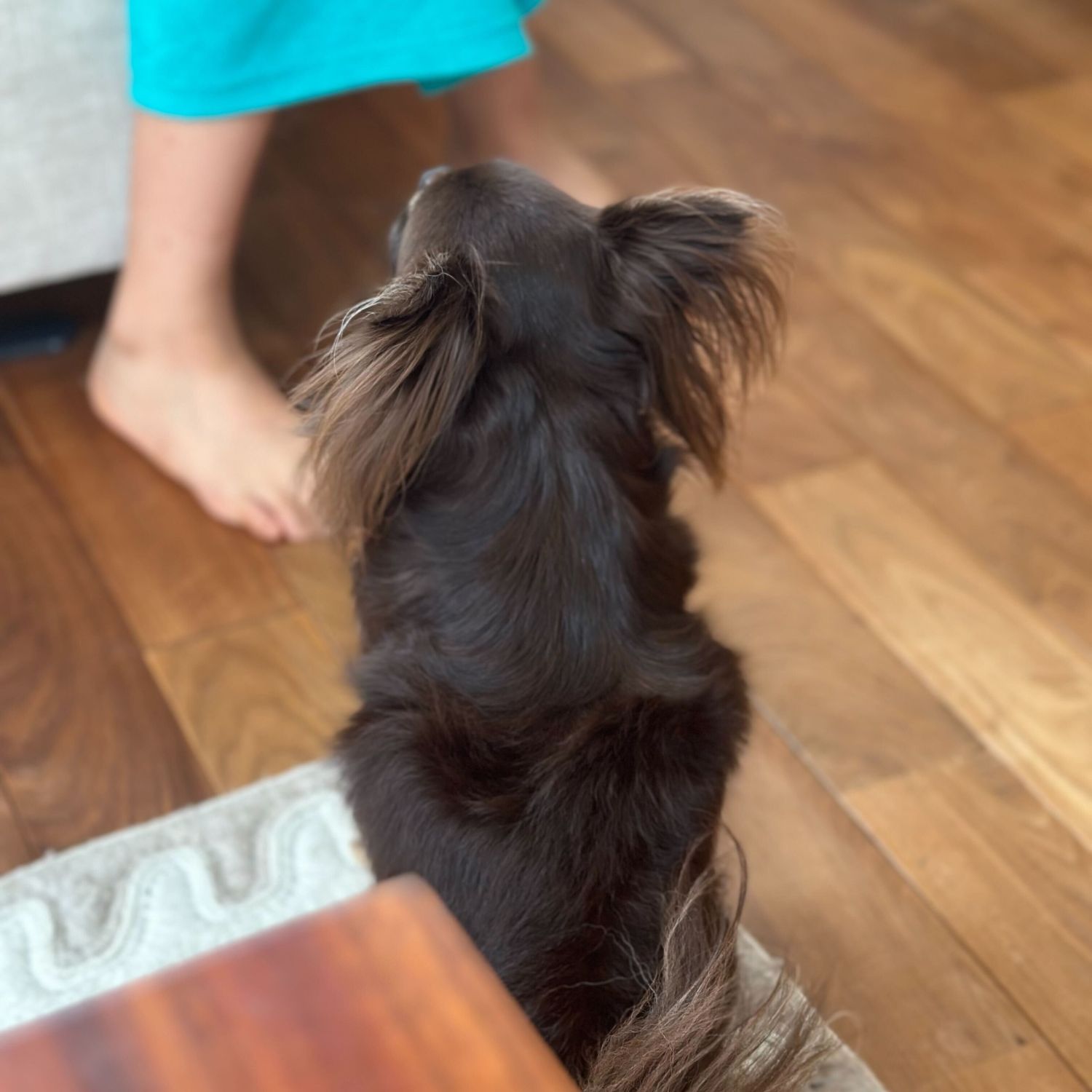 ヴィジョンズ,動物,天然由来,クリーム,身体に優しい,犬用,ティーツリー