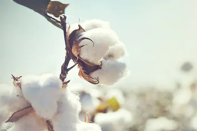 ウォームライナー,オーガニックコットン,温活,通販