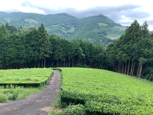 緑茶,有機栽培,オーガニック,縄文のお茶,葉っピイ向島園,無農薬,人気,ギフト,通販